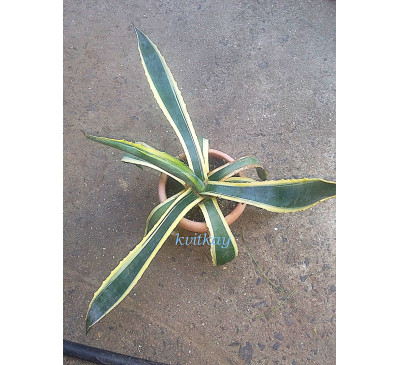 Агава варієгатна (Agave pattonii variegata)